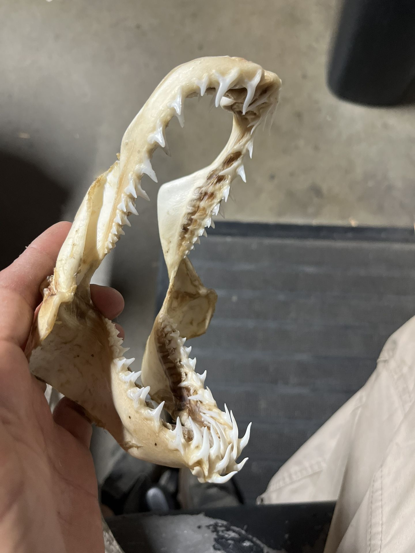 Mako Shark Jaws