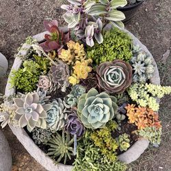 Luxury Succulent Garden Arrangement – Large Designer Planter – Fully Established