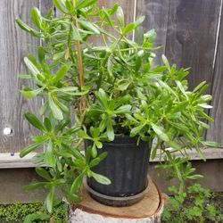 Climbing Jade Plant ×1.75 Gallon×