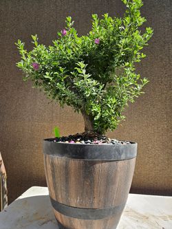 Old Texas ranger-- Leucophyllum frutescens Bonsai Tree