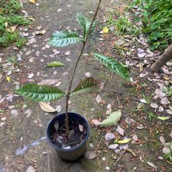 Baby Loquat 