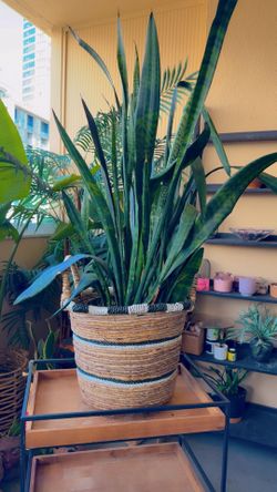 Snake Plant With Basket 