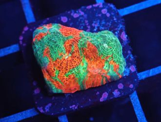 Chalice coral