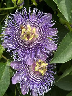 Passion flower plant