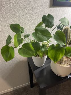 plants