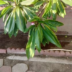 Very Pretty Plant Hawaiian Plumeria Pink Color