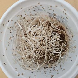 Flightless fruitfly cultures