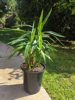 Yucca Palma