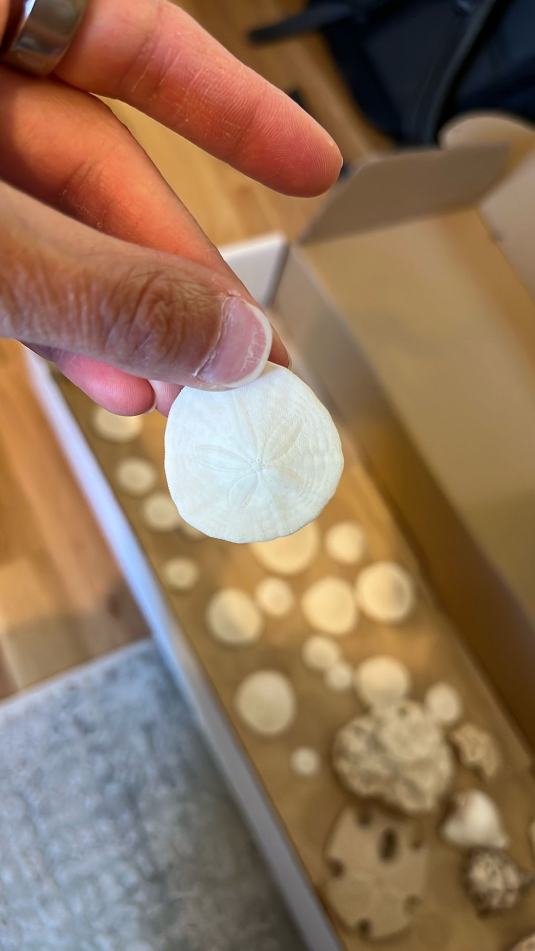 Free - Sand Dollars And Seashells