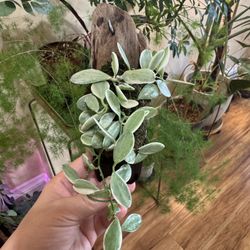Rare Mounted Variegated Dischidia Oiantha ( Established Plant)