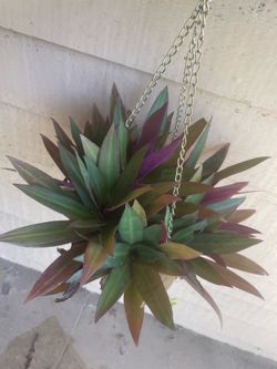 Tradescantia Spathacea Hanging Plant