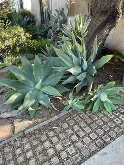 Agave - Foxtail- Blue Agave Attenuata 