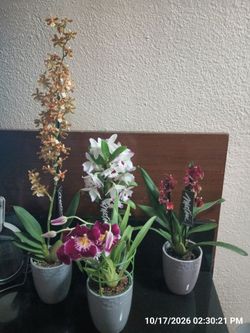 Orchids (4)