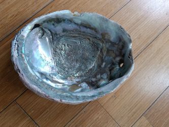 Abalone Shells