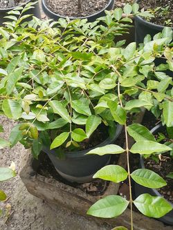 Arboles De arrayanes Grandes Y dulces