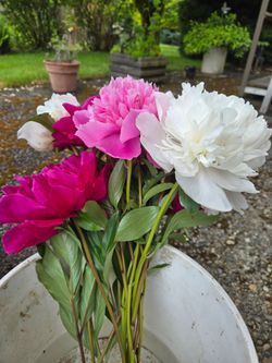 Peony Bouquet