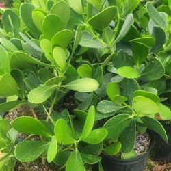 Beautiful Clusias Plants For Privacy!! 2 Feet Tall!! Fertilized 