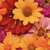 Flor