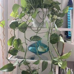 Healthy Plant 