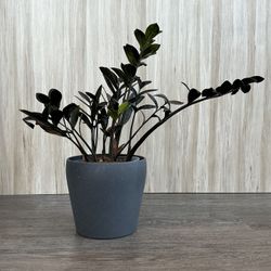 🪴 Raven ZZ Plant in 6” Pot – Pest-Free 
