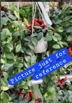🌿💄 Mona Lisa Lipstick Plant💋💄