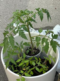 Homegrown Tomato Seedlings
