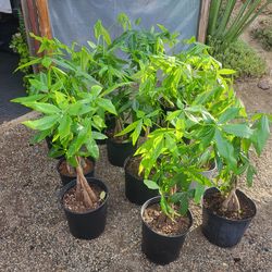 Money Tree Plant 10" Pot