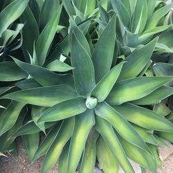Foxtail agave