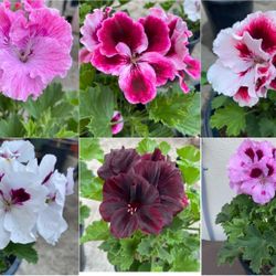 Geranium Martha Washington Variety Colors Available , In 1 Gallon Pot $12 Each Plant Pick Up only