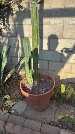 Cactus