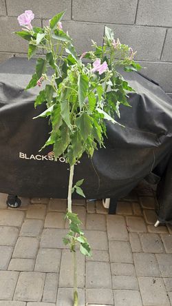 Virginia , or morning glory relative , grows like a bush not a vine