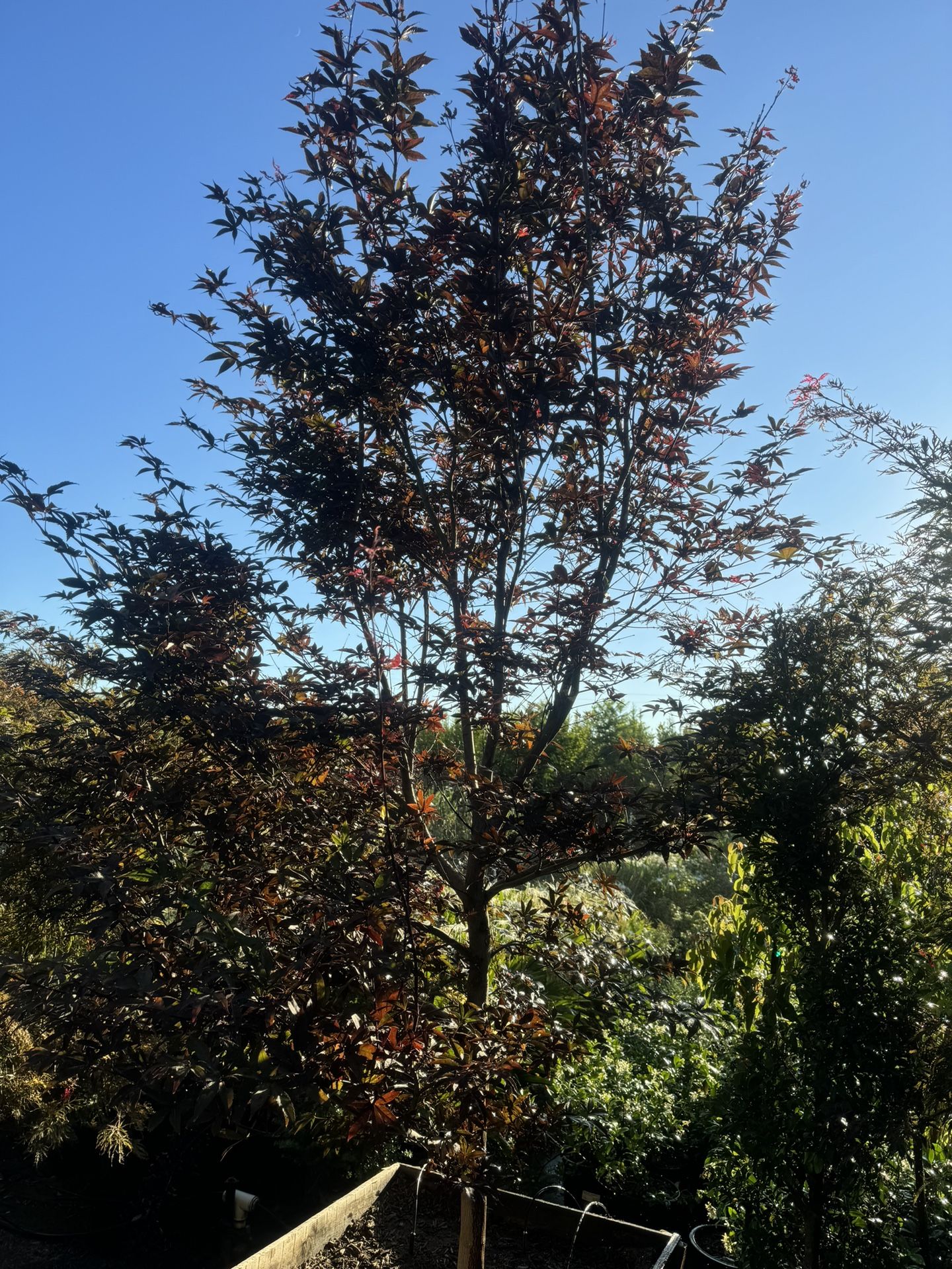 Mature and huge Bloodgood Japanese Maple Tree