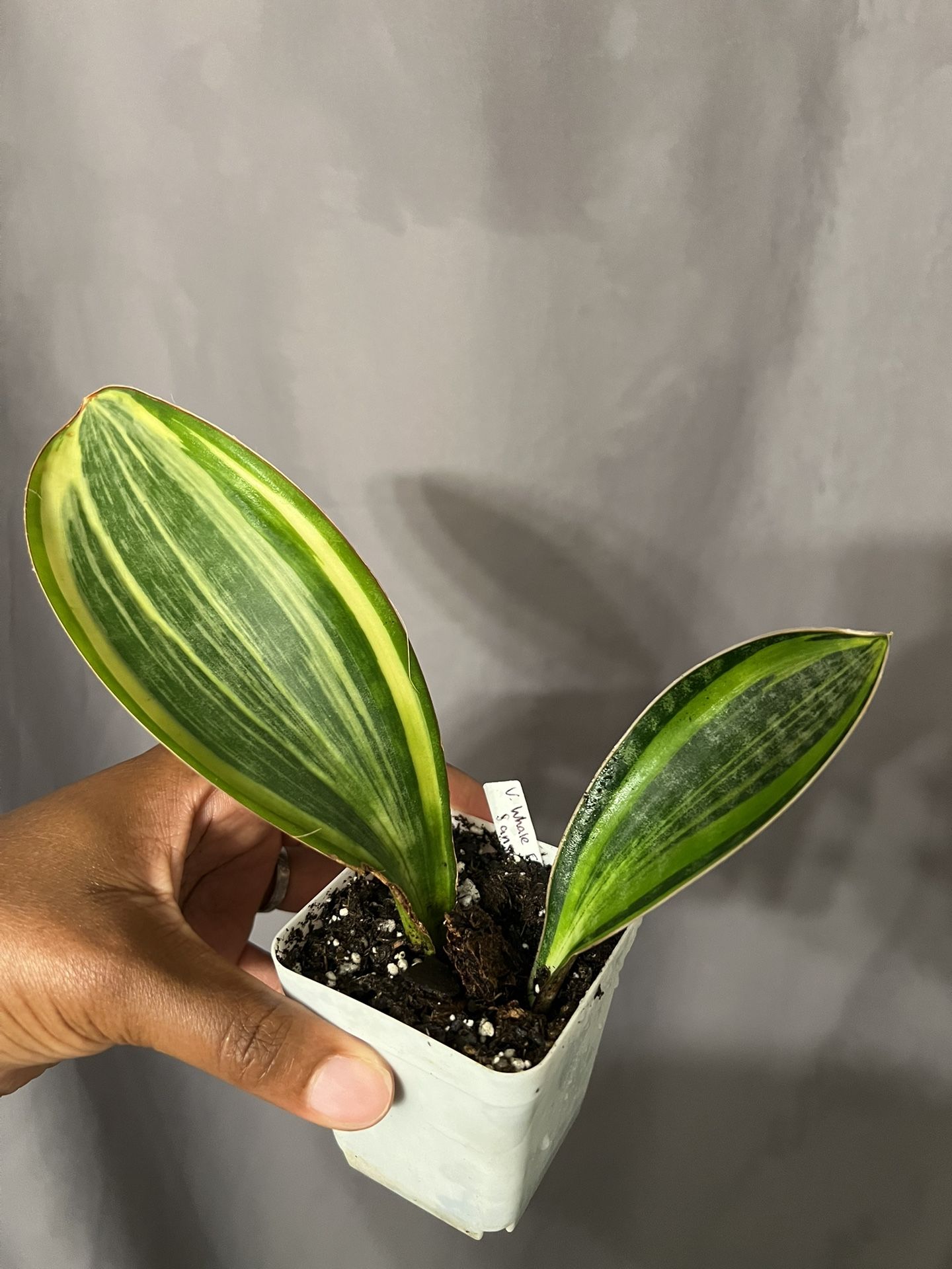 Variegated Whale Fin With Pup