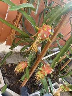 Dragon Fruit Plant . 