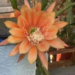 King Midas Orchid Cactus- Epiphyllum - Peach Color Flower