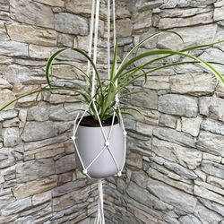 Spider House Plant In Cute Pale Lilac Ceramic Pot 5" With Macrame. Pets Friendly Air Purifier Plant. 