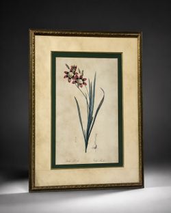 Framed Ixia Botanical Print