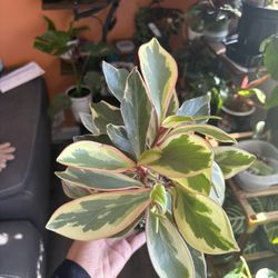 Variegated Peperomia Ginny
