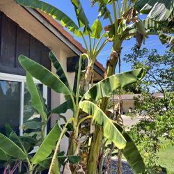 Free Banana Plants
