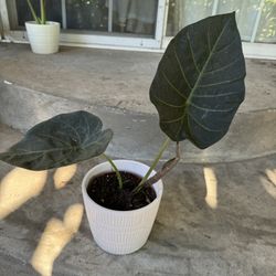 Elephant Ear In Ceramic Pot
