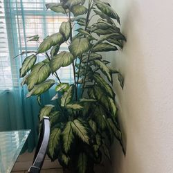 Planta Malanga Artificial