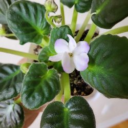 Large Growing African Violet Purple/White Flowers  Quilted Leaves 