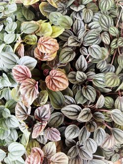 Peperomia’s 2” Pots 