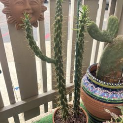 Large Cactus Plant 