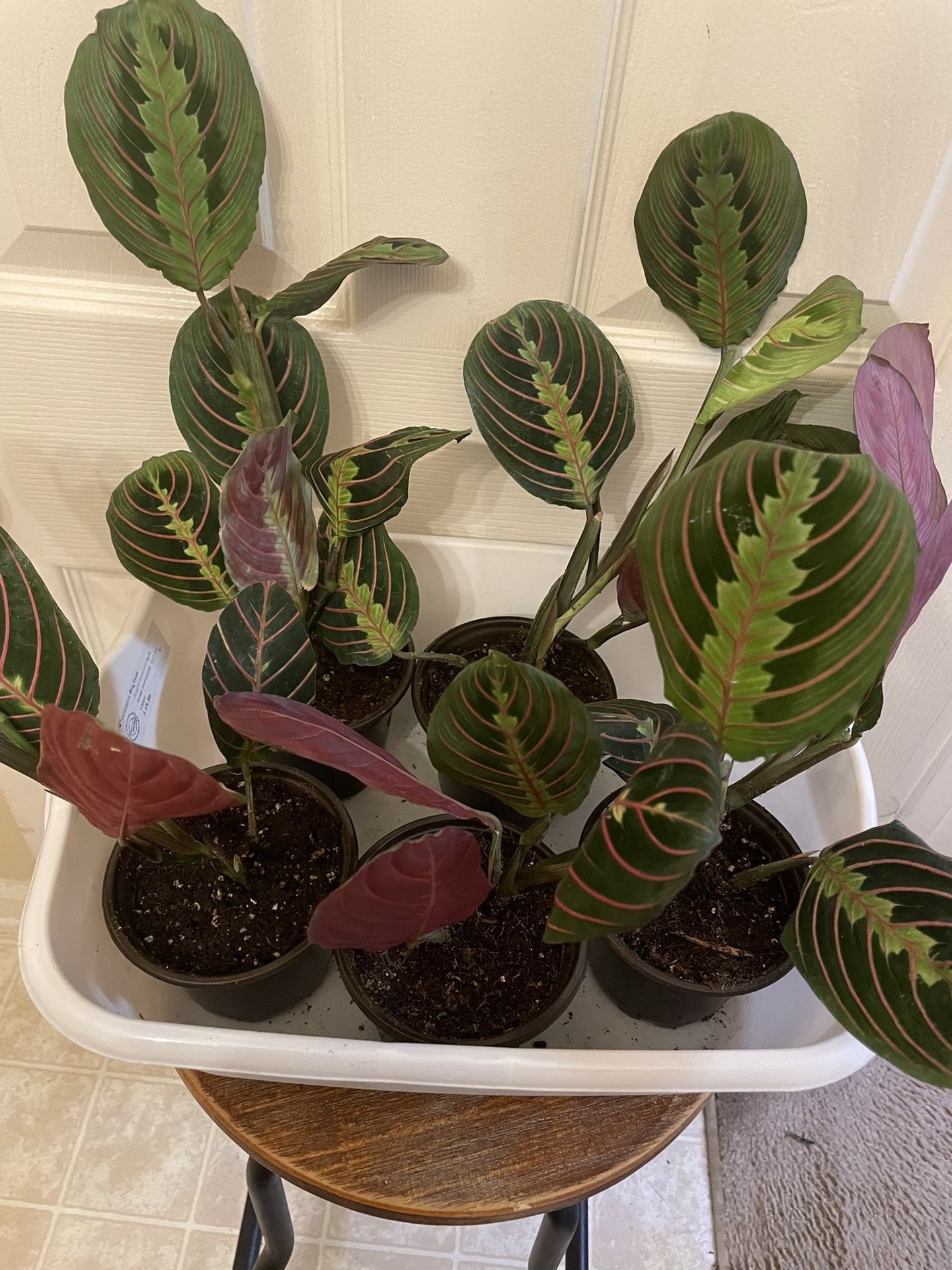 $7 Each | Beautiful Maranta Red Prayer Plant | Herringbone Plant | ❤️ Pet Friendly | Air Purifying