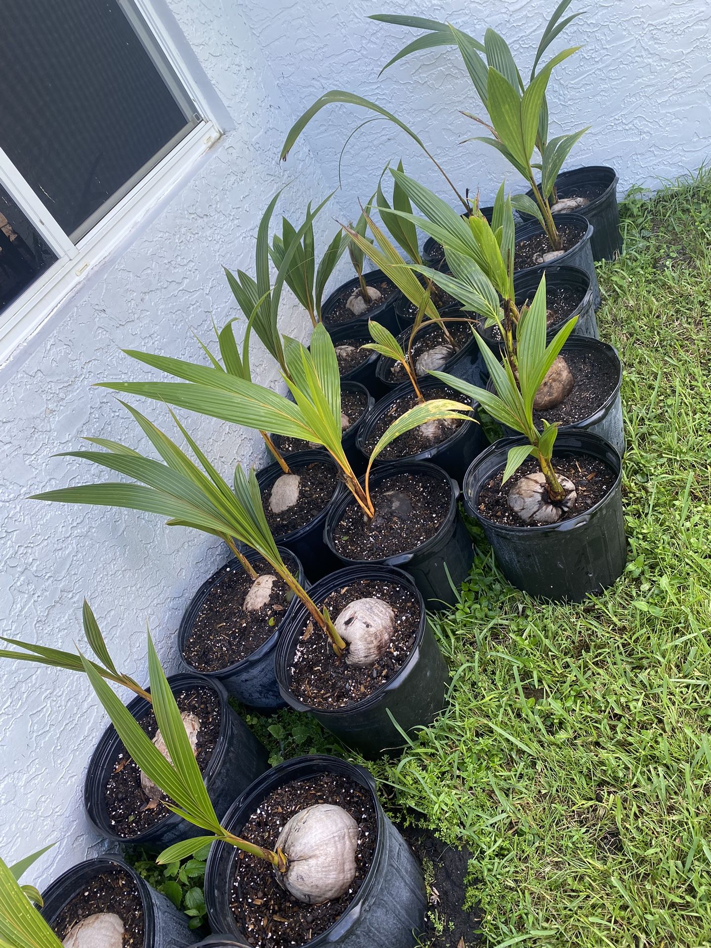 Green, Yellow and Gold Malayan Dwarf Coconut Palm Trees