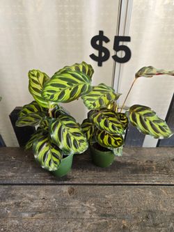 Calathea Makayona