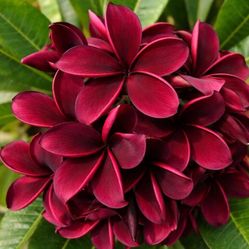 MEXICAn Plumeria Tree cuttings