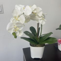Faux Orchid Arrangement 