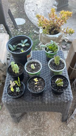Succulents